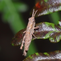 Coryphistes ruricola (Bark-mimicking Grasshopper) at Capalaba, QLD - 10 Mar 2024 by TimL