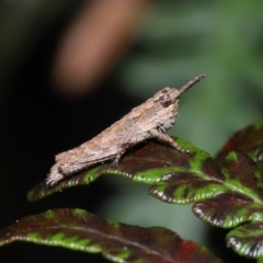 Coryphistes ruricola at Capalaba, QLD - 10 Mar 2024