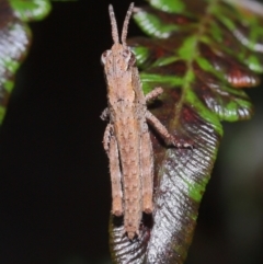 Coryphistes ruricola at Capalaba, QLD - 10 Mar 2024 10:21 AM