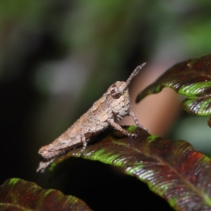 Coryphistes ruricola at Capalaba, QLD - 10 Mar 2024