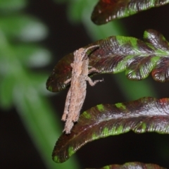 Coryphistes ruricola at Capalaba, QLD - 10 Mar 2024