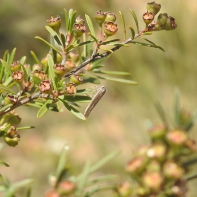 Blastobasis (genus) by Liam.m