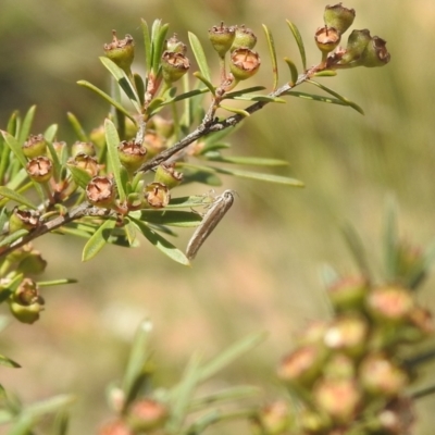 Blastobasis (genus) at Carwoola, NSW - 9 Mar 2024 by Liam.m