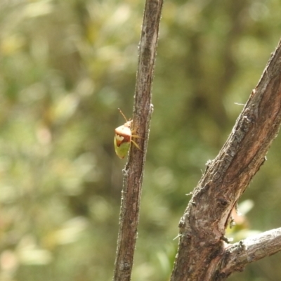 Eupolemus angularis (Acanthosomatid bug) at Carwoola, NSW - 9 Mar 2024 by Liam.m