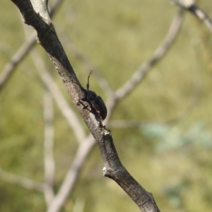 Ancita sp. (genus) at QPRC LGA - 9 Mar 2024