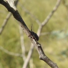 Ancita sp. (genus) at QPRC LGA - 9 Mar 2024