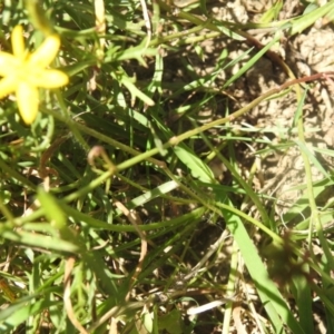 Hypoxis hygrometrica at QPRC LGA - 9 Mar 2024