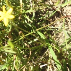 Hypoxis hygrometrica (Golden Weather-grass) at Carwoola, NSW - 9 Mar 2024 by Liam.m