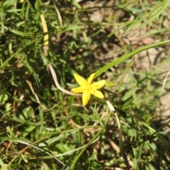 Hypoxis hygrometrica at QPRC LGA - 9 Mar 2024