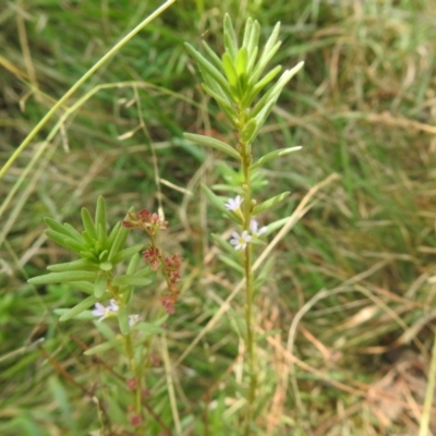 Lythrum hyssopifolia (Small Loosestrife) at Carwoola, NSW - 9 Mar 2024 by Liam.m