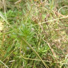 Lythrum hyssopifolia at QPRC LGA - suppressed