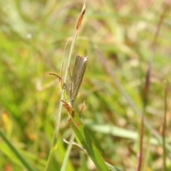 Culladia cuneiferellus (Crambinae moth) at Carwoola, NSW - 9 Mar 2024 by Liam.m