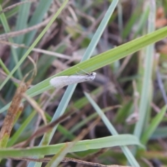 Tipanaea patulella by Liam.m
