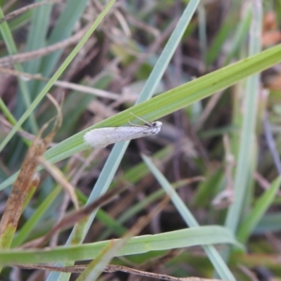 Tipanaea patulella at Carwoola, NSW - 9 Mar 2024 by Liam.m