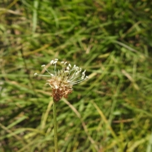 Plantago lanceolata at QPRC LGA - 9 Mar 2024