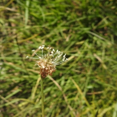 Plantago lanceolata (Ribwort Plantain, Lamb's Tongues) at Carwoola, NSW - 9 Mar 2024 by Liam.m