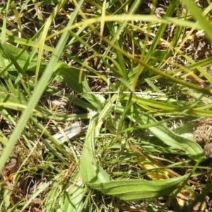 Plantago lanceolata at QPRC LGA - 9 Mar 2024