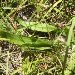 Plantago lanceolata at QPRC LGA - 9 Mar 2024