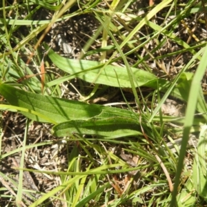 Plantago lanceolata at QPRC LGA - 9 Mar 2024