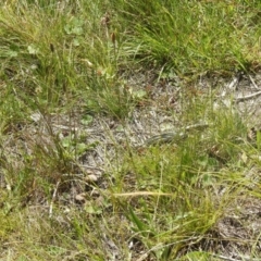 Plantago lanceolata at QPRC LGA - 9 Mar 2024