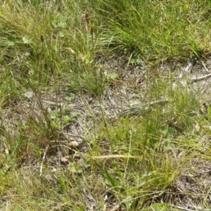 Plantago lanceolata at QPRC LGA - 9 Mar 2024