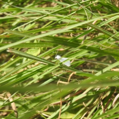 Tipanaea patulella (The White Crambid moth) at QPRC LGA - 9 Mar 2024 by Liam.m