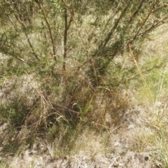 Panicum effusum (Hairy Panic Grass) at QPRC LGA - 9 Mar 2024 by Liam.m