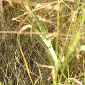 Panicum effusum at QPRC LGA - 9 Mar 2024