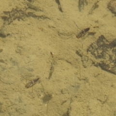 Enithares sp. (genus) (Backswimmer) at Carwoola, NSW - 9 Mar 2024 by Liam.m