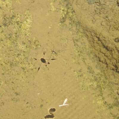 Gerridae sp. (family) (Unidentified water strider) at Carwoola, NSW - 9 Mar 2024 by Liam.m