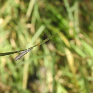 Culladia cuneiferellus at QPRC LGA - 9 Mar 2024