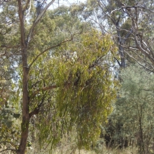 Amyema miquelii at QPRC LGA - 9 Mar 2024