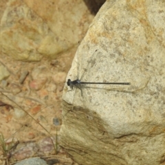 Argiolestidae (family) (Flatwings) at Carwoola, NSW - 9 Mar 2024 by Liam.m