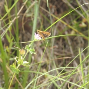 Taractrocera papyria at QPRC LGA - 9 Mar 2024