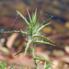 Carthamus lanatus at Symonston, ACT - 10 Mar 2024 12:35 PM