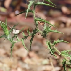 Carthamus lanatus at Symonston, ACT - 10 Mar 2024 12:35 PM