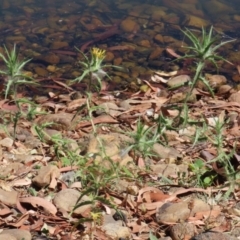 Carthamus lanatus at Symonston, ACT - 10 Mar 2024 12:35 PM