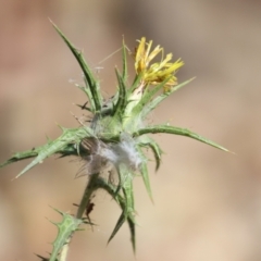 Carthamus lanatus at Symonston, ACT - 10 Mar 2024 12:35 PM