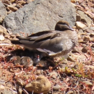 Chenonetta jubata at Symonston, ACT - 10 Mar 2024 12:46 PM