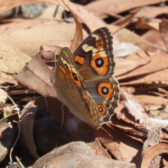 Junonia villida (Meadow Argus) at Symonston, ACT - 10 Mar 2024 by RodDeb