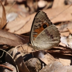 Junonia villida at Symonston, ACT - 10 Mar 2024