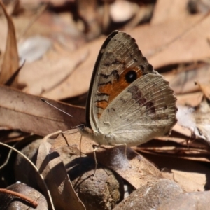 Junonia villida at Symonston, ACT - 10 Mar 2024