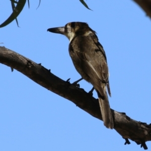 Cracticus torquatus at Symonston, ACT - 10 Mar 2024 12:23 PM