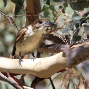 Cracticus torquatus at Symonston, ACT - 10 Mar 2024