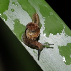 Ubiquitarion iridis at Capalaba, QLD - 10 Mar 2024 11:32 AM