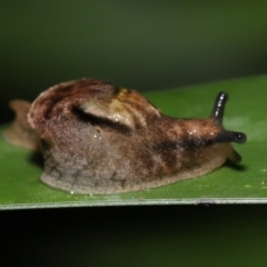 Ubiquitarion iridis at Capalaba, QLD - 10 Mar 2024