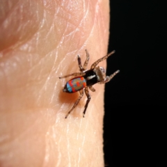 Maratus pavonis (Dunn's peacock spider) at Googong, NSW - 10 Mar 2024 by Wandiyali