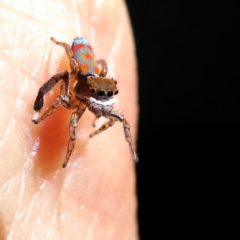 Maratus pavonis at QPRC LGA - 10 Mar 2024