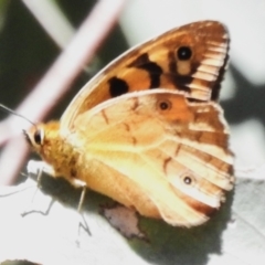 Heteronympha penelope (Shouldered Brown) at Uriarra Village, ACT - 10 Mar 2024 by JohnBundock