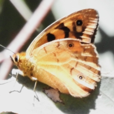 Heteronympha penelope (Shouldered Brown) at Namadgi National Park - 10 Mar 2024 by JohnBundock